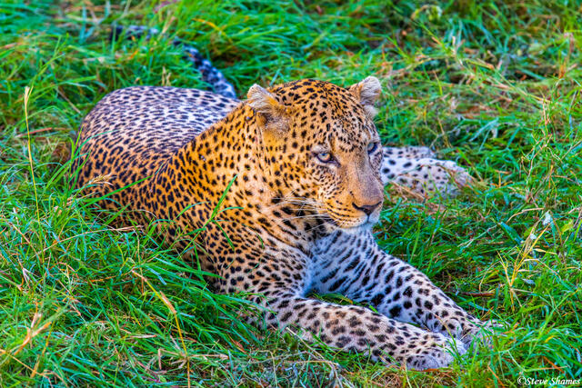 Africa-Male Leopard print