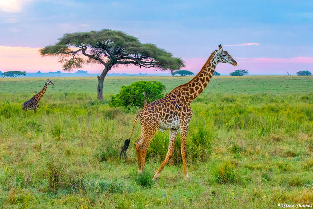 Africa-Morning Giraffes print