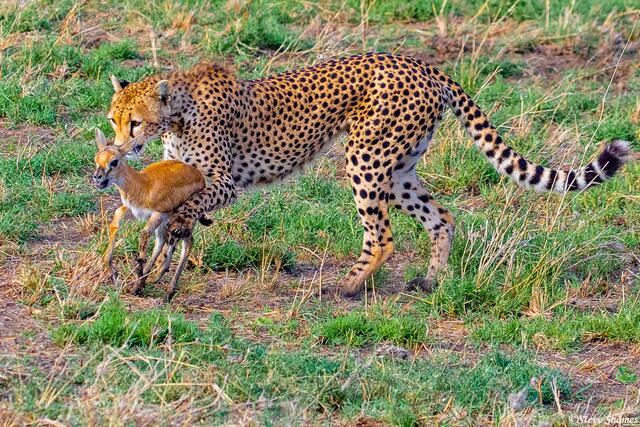 Africa-Mother Cheetah Catches Gazelle print