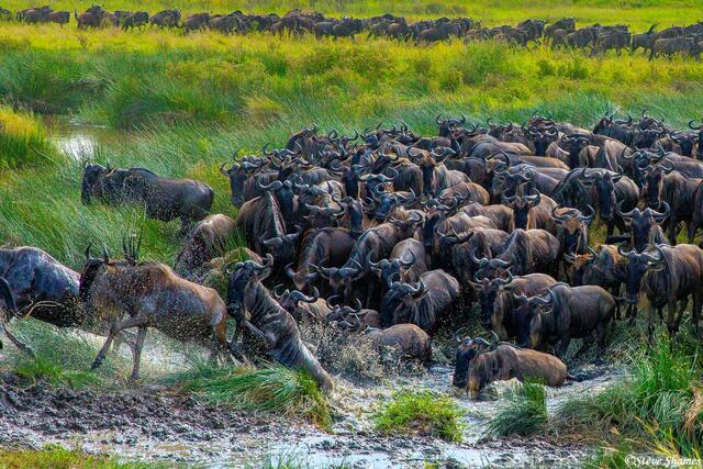 Africa-Panicky Wildebeest Herd print