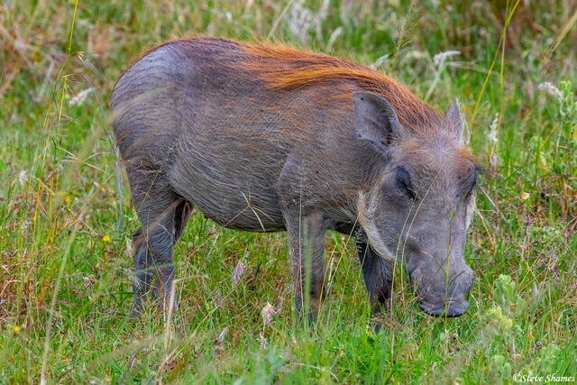 Africa-Red Maned Warthog print