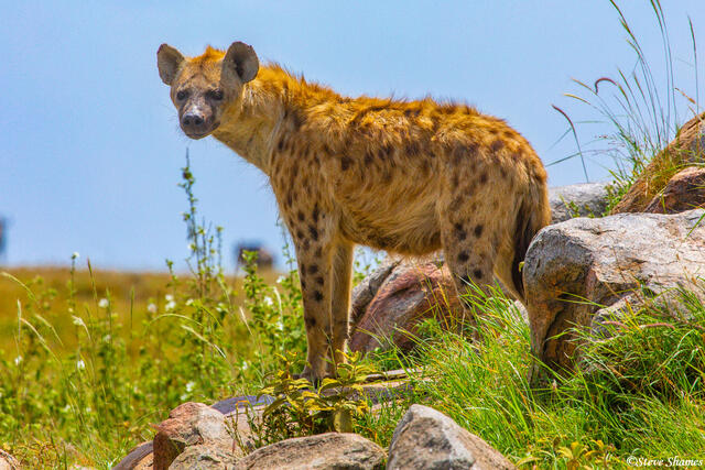 Africa-Serengeti Hyena print