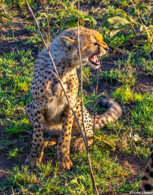 Africa-Snarling Cheetah Cub print
