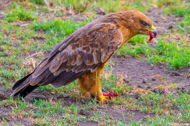 Africa-Tawny Eagle print