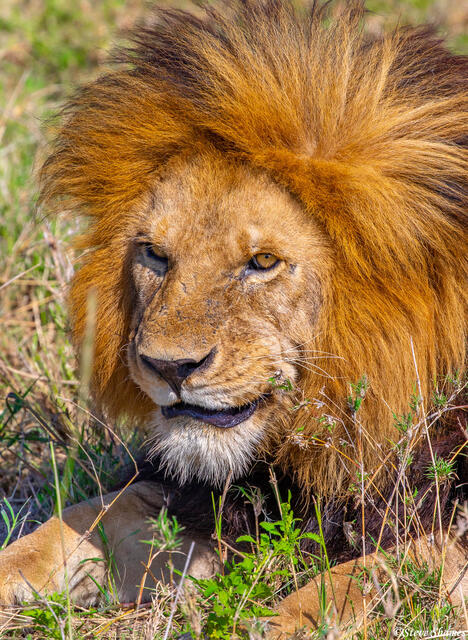 Africa-The Pride Male print