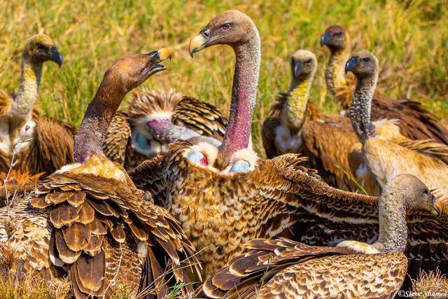Africa-Vulture Argument print