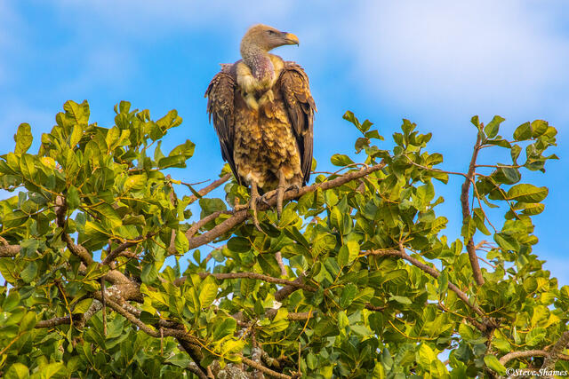 Africa-Vulture in Tree print