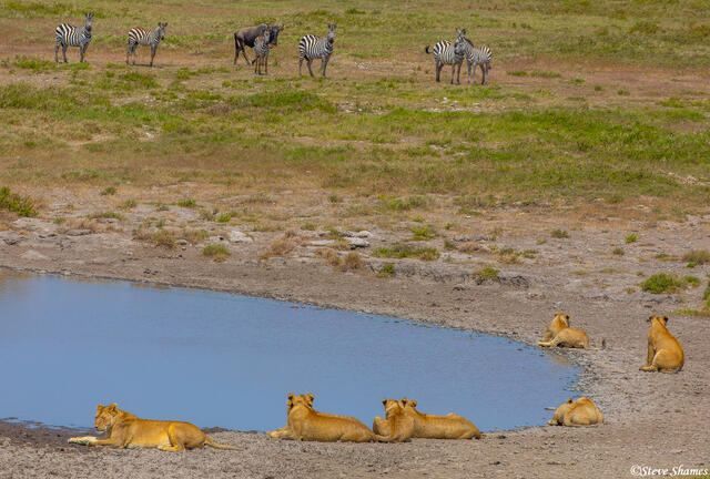 Africa-Waterhole Standoff print