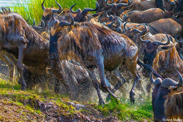 Africa-Wet Wildebeest print