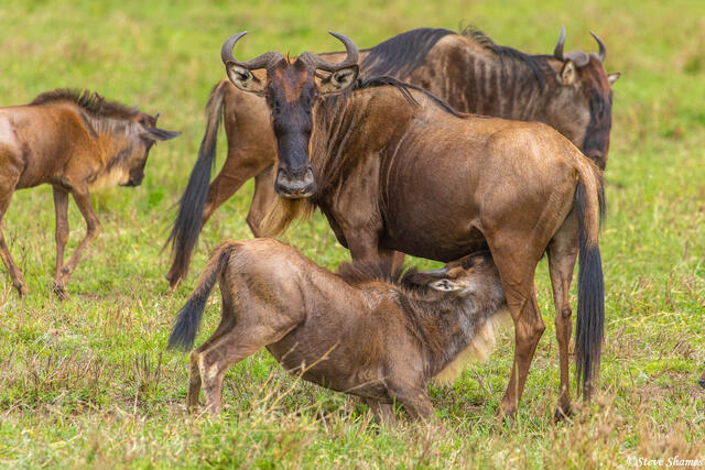Africa-Wildebeest Nursing Calf print