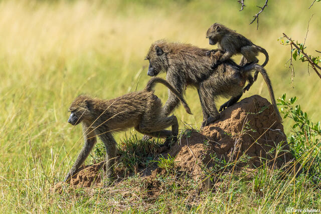 African-Baboon Family print