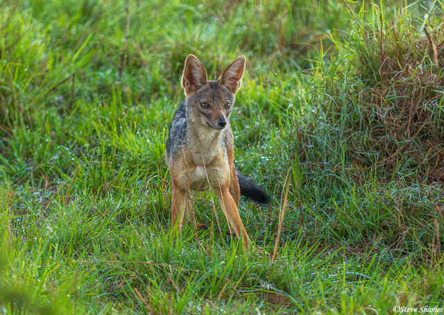 African-Black Backed Jackal print