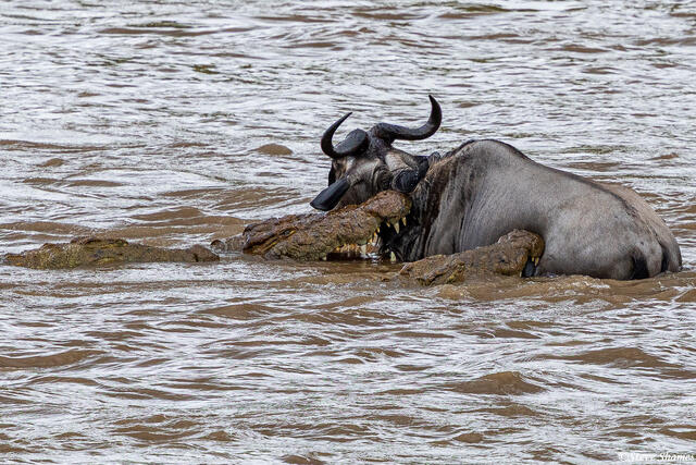 African-Crocodiles Catching Wildebeest print