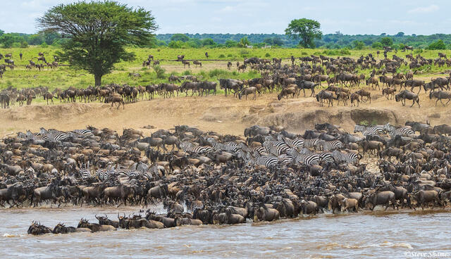African-Crossing Mara River print
