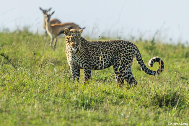 African-Gazelles Watching Leopard print