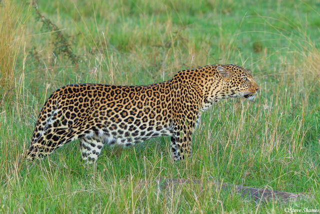 African-Growling Leopard print