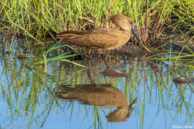 African-Hamercop Bird Reflection print