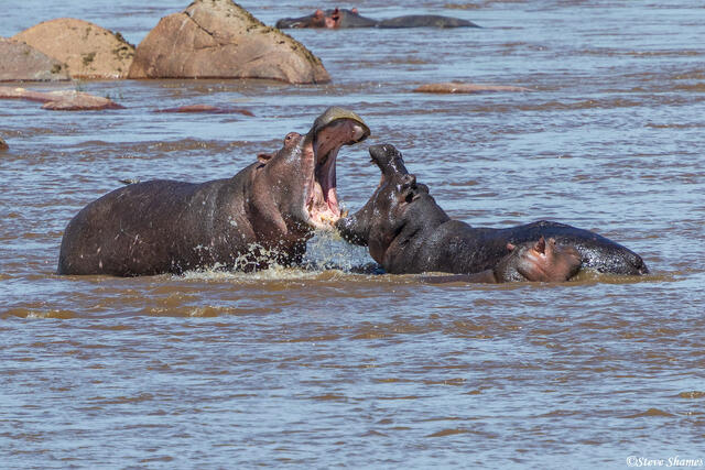African-Hippos Fighting print