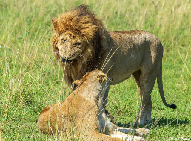 African-Honeymooning Lions print