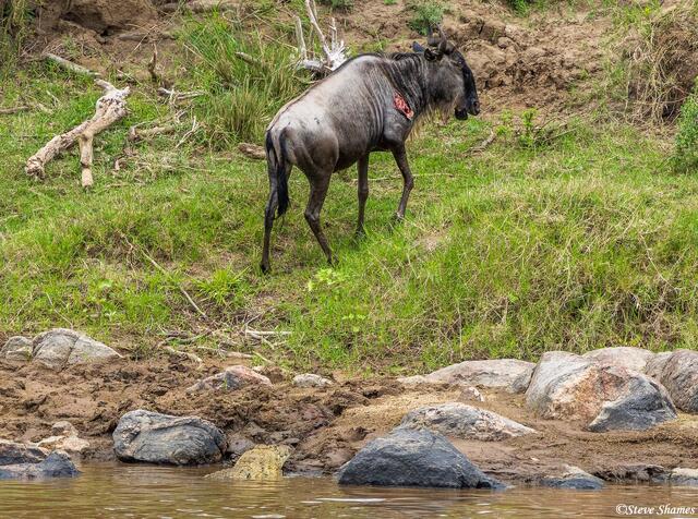 African-Injured Wildebeest print