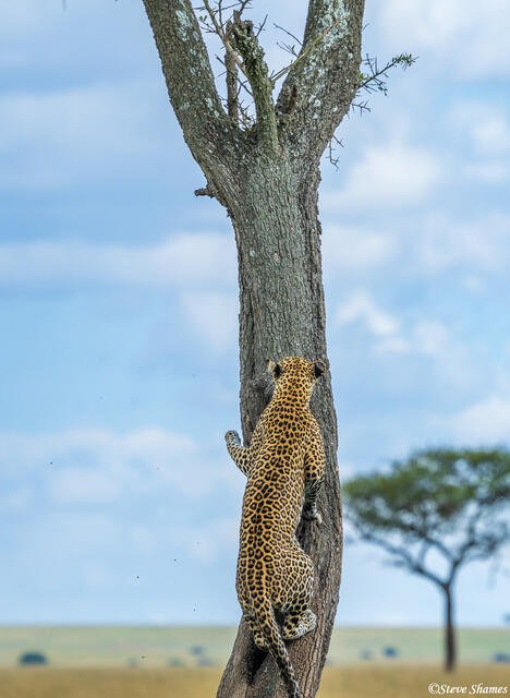 African-Leopard Climbing Tree print