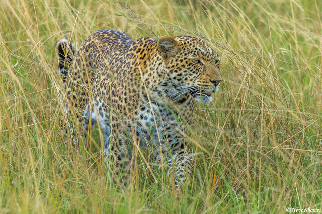 African-Leopard in Grass print