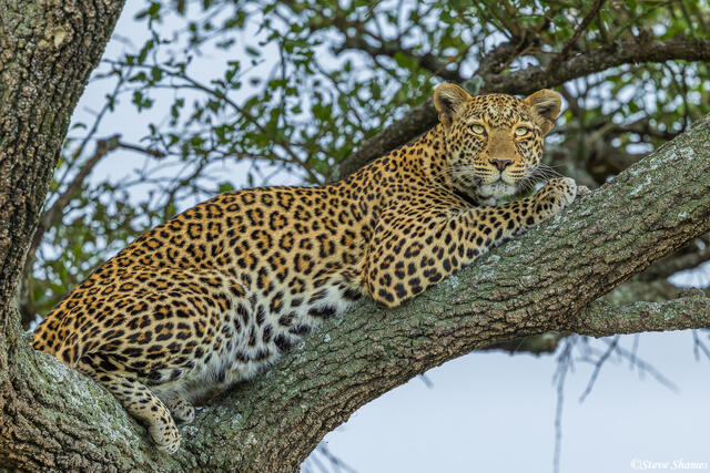 African-Leopard in Tree print