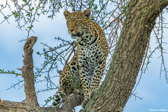 African-Leopard Lookout print