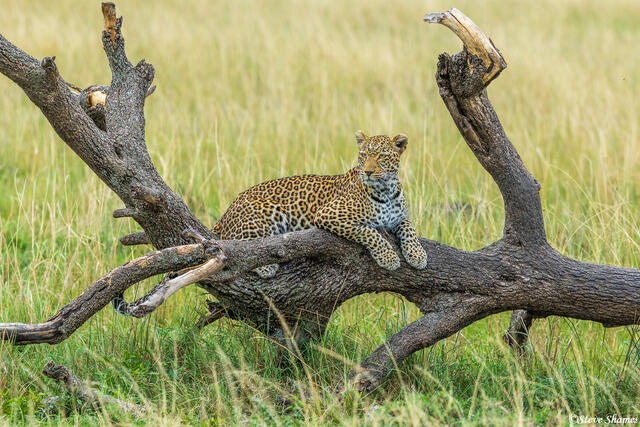 African-Leopard Posing print