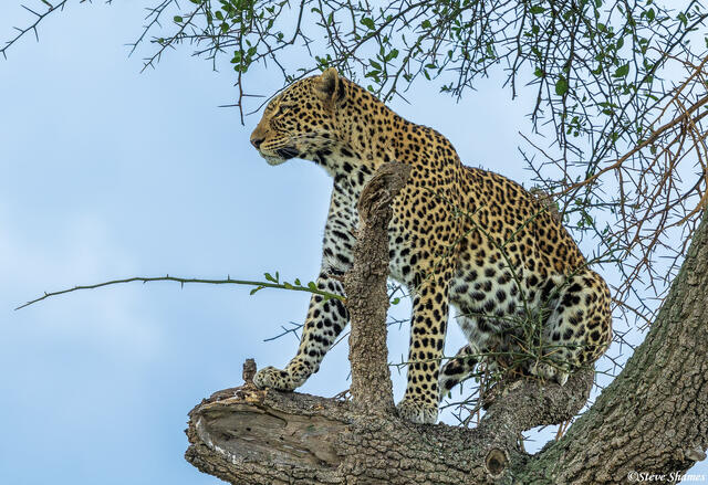 African-Leopard Watching print