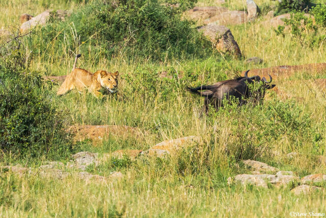 African-Lion Chase print