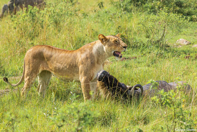 African-Lion Queen print