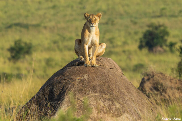 African-Lioness on Rock print
