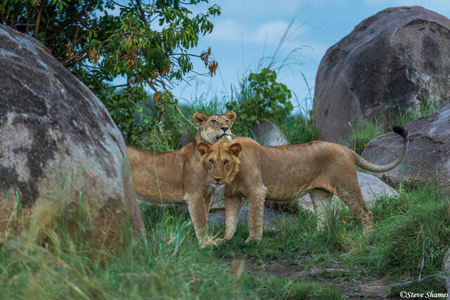 African-Lions After Sunset print