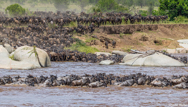 African-Mara River Crossing print