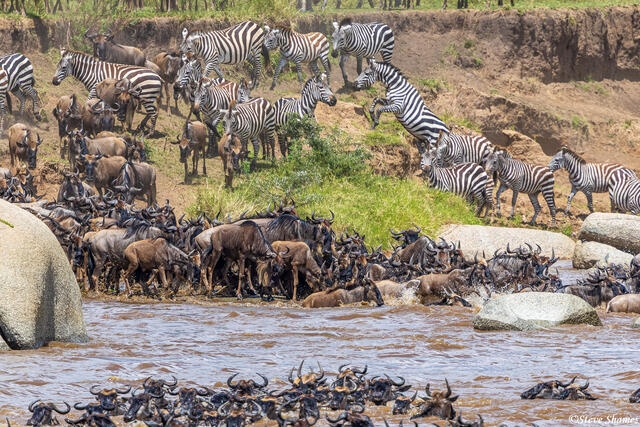 African-Mara River Zebras print