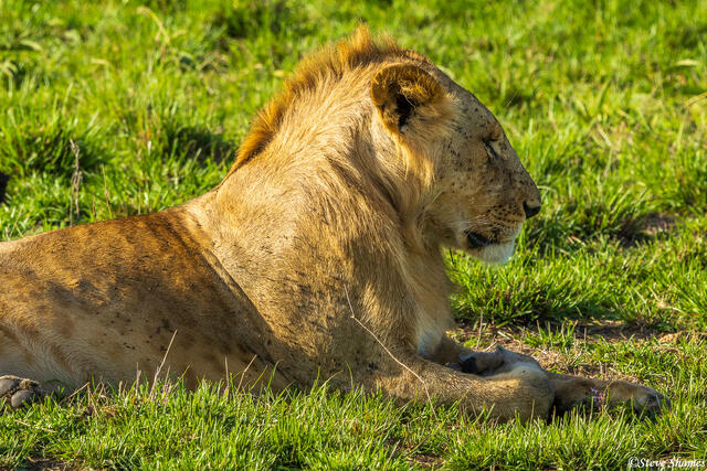 African-Mohawk Haircut Lion print