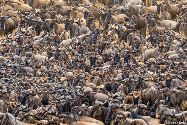 African-Sea of Horns print