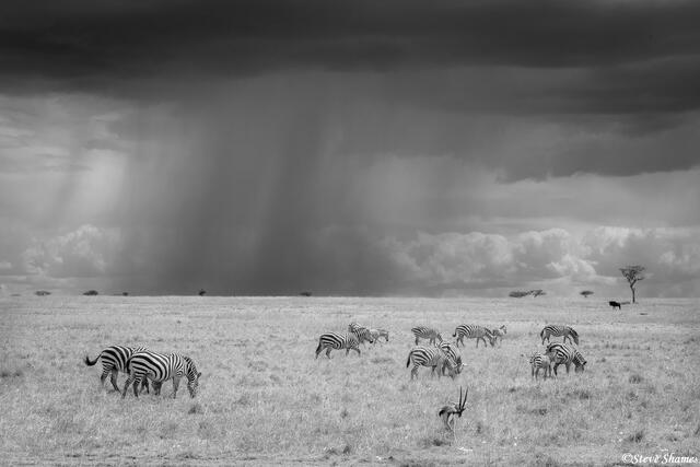 African-Serengeti Black and White print