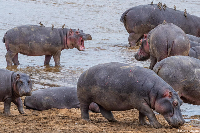 African-Serengeti Hippos print