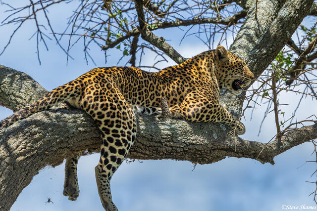 African-Serengeti Leopard print
