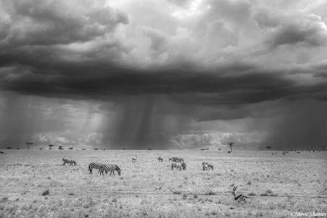 African-Serengeti Plains Rainstorm print
