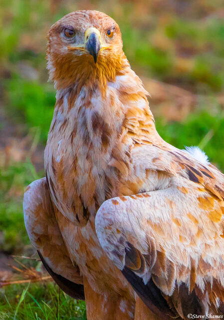 African-Tawny Eagle print
