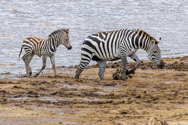 African-Tired Zebra print