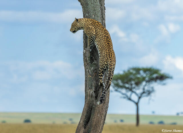 African-Tree Climbing Leopard print