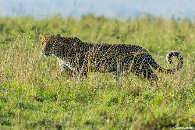 African-Walking Leopard print
