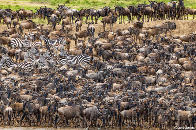 African-Wildebeests and Zebras print