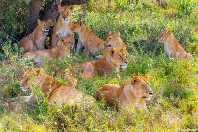 African-Pride of Lions print