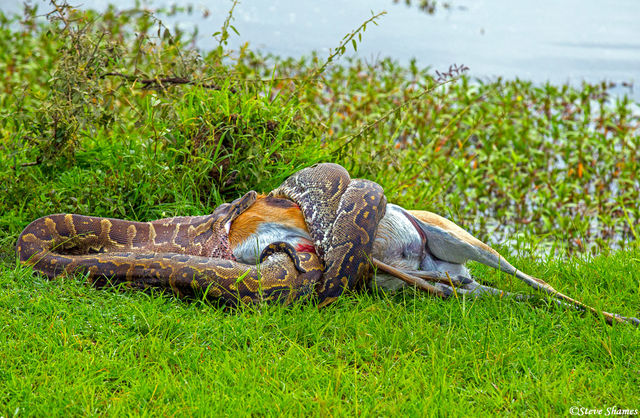 African Python print