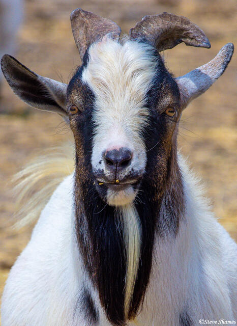 American Pygmy Goat print